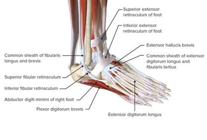 Anatomía del tobillo