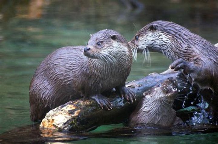 Cornwall’s major road upgrade aims to be otter-ly wildlife friendly