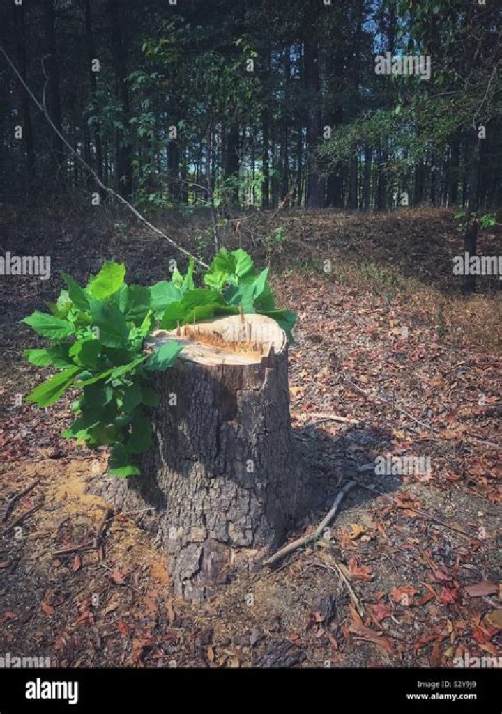  Do Tree Stumps Grow Back? 