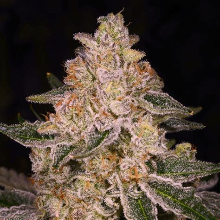 Dosidos x Holy Punch Genetics