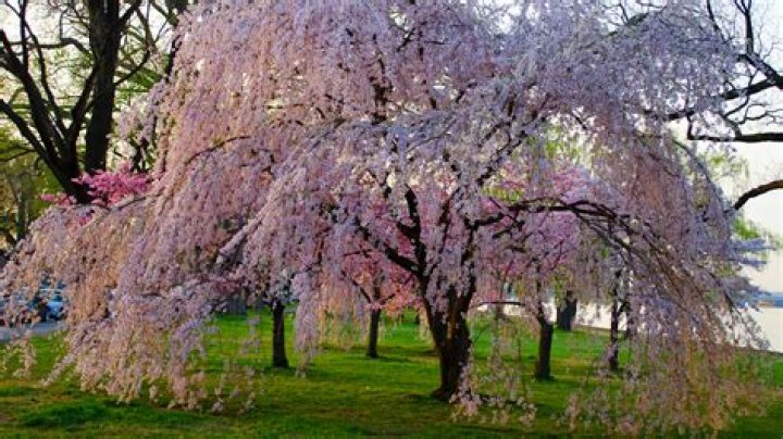 Exploration Courtyard / Dwarf Weeping Cherry Tree