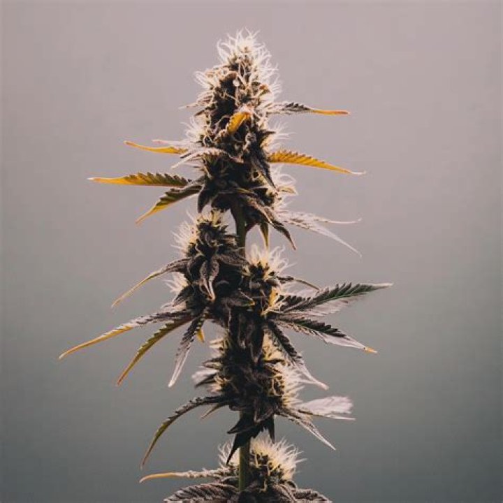 OG Kush vs. Blue Dream