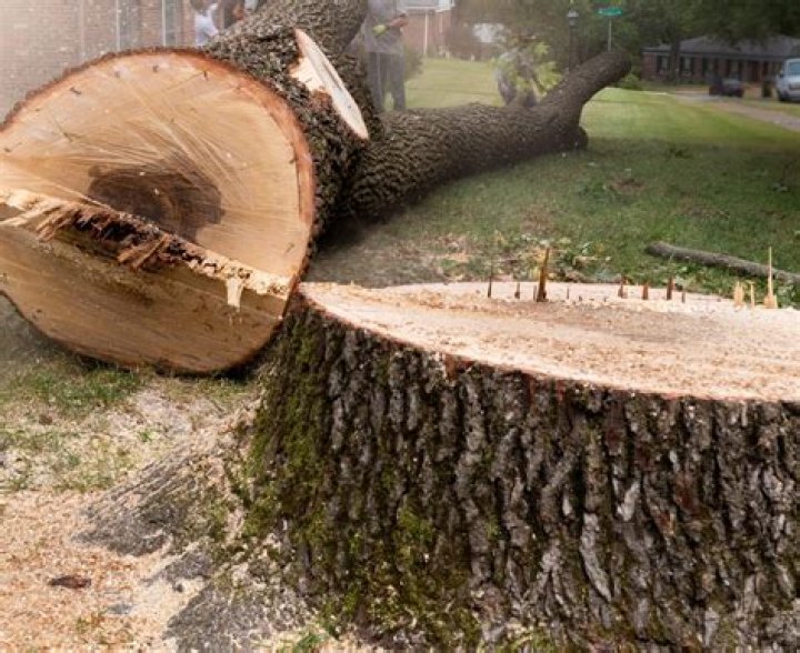 Tree Removal in Akron IN