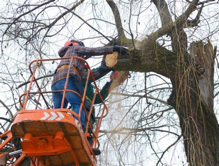 Tree Removal in Blanchard LA