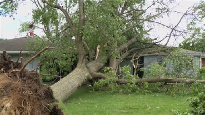 Tree Removal in Elkhart KS