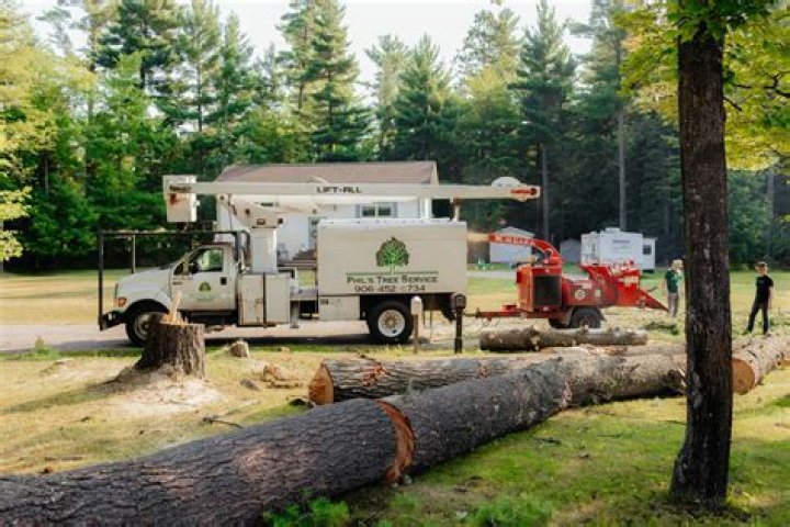 Tree Removal in Homestead MI