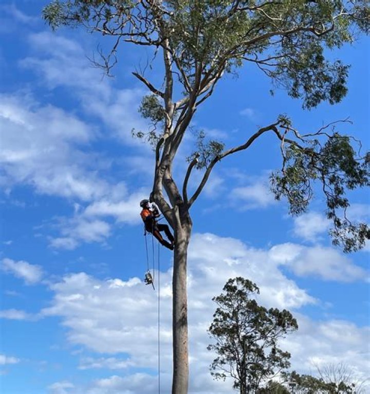 Tree Removal in Johnson City TN