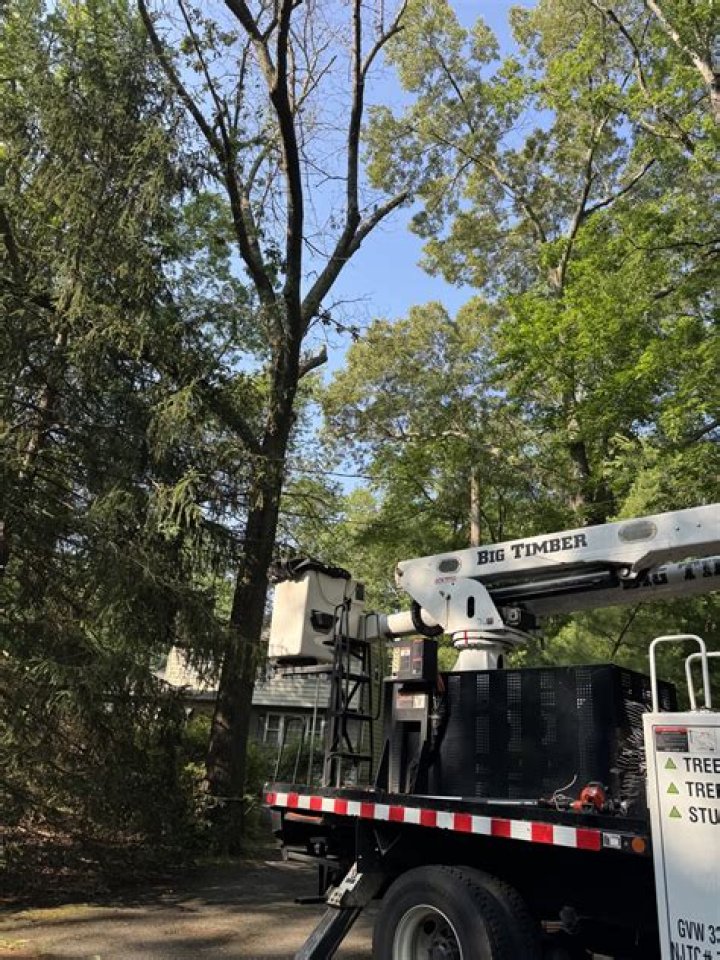 Tree Removal in Pennington NJ