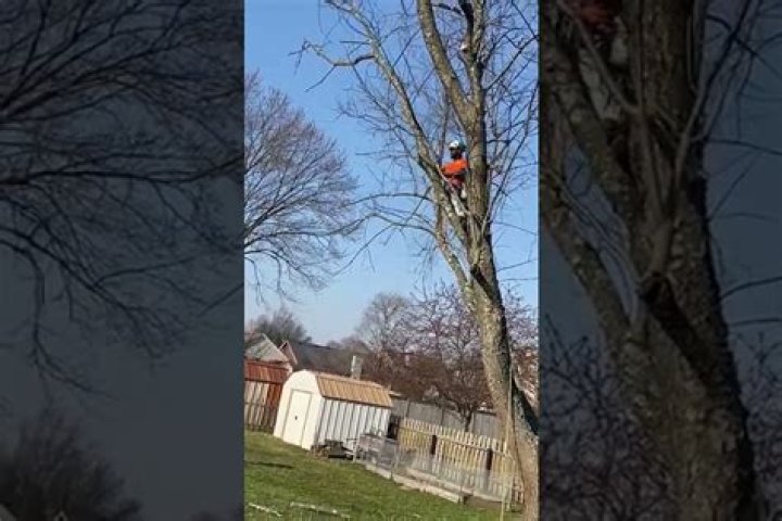 Tree Removal in Shelbyville IN