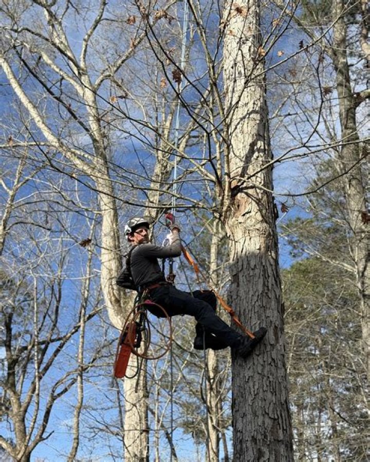 Tree Removal in Wake Forest NC