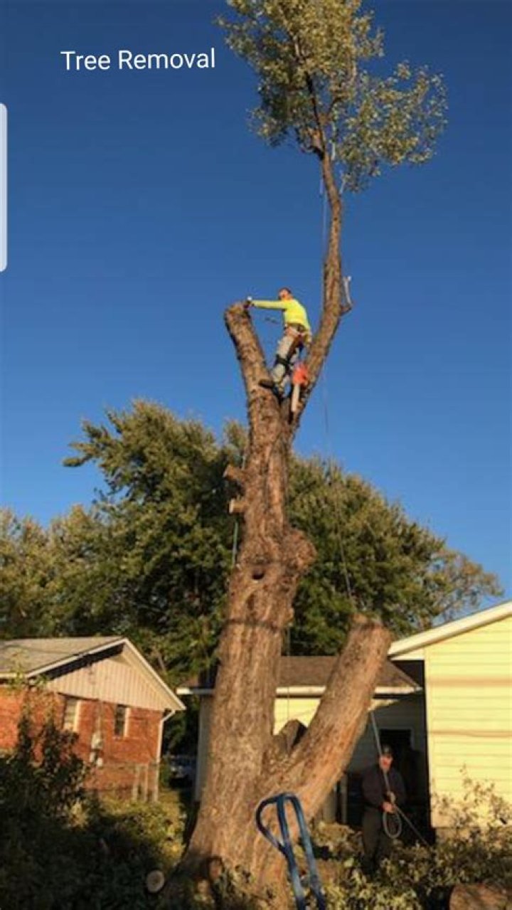 Tree Removal in Watts OK
